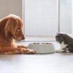 Especialista esclarece alguns mitos e verdades sobre a alimentação dos pets