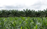 Nova realidade do agro brasileiro precisa incluir o Agronegócio Sustentável