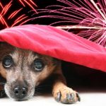 Festas juninas podem gerar uma série de transtornos para os pets