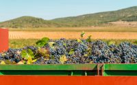 Responsabilidade ambiental aumenta na produção de vinhos