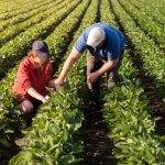 Agricultura familiar impacta produção de biodiesel