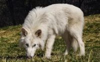 Será que o lobo-terrível reviveu mesmo?
