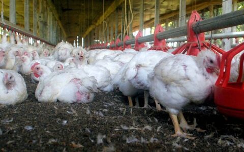Foco de gripe aviária no RS provocou uma reação imediata da China (Foto: Arquivo) Foco de gripe aviária no RS provocou uma reação imediata da China (Foto: Arquivo)