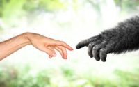 Criação e evolução são complementares?