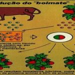 Boimate: a incrível barriga de Veja