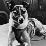 Magna Fraus, Laika, CPI…